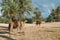 Camel farm on DJerba