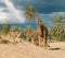 Camel farm on DJerba