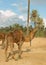 Camel farm on DJerba