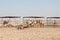 Camel farm in Qatar