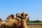 a camel on a farm in summer