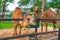 Camel in farm, Thailand