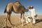 Camel farmer poses with camel for tourists in the Arabian desert