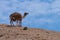 Camel feeding  her young calf