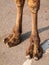 Camel Feet