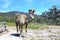 Camel in fenced paddock