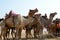 CAMEL FESTIVAL BIKANER 2017