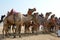 CAMEL FESTIVAL BIKANER 2017