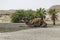 Camel in a festive decoration lying on a blurred background of palm trees and mountains