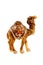 Camel figurive