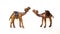 Camel figurive
