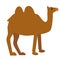 Camel flat illustration on white