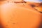 Camel footprints, Sahara, Erg Chebbi