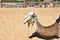 Camel in Friguia Animal Park. Hammamet,Tunisia.