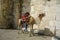 Camel in front of Jaffa gate, jerusalem