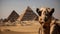 Camel in front of pyramids. Travel Concept. Background with a copy space.