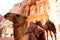 Camel in front of The Treasury (Al Khazneh) in Petra Ancient City