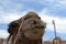 Camel front view, at Camel farm, ride in desert at Eilat, Southern Negev desert, wilderness of Israel