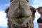 Camel front view, at Camel farm, ride in desert at Eilat, Southern Negev desert, wilderness of Israel