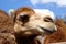 Camel in Fuerteventura island zoo