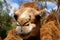 Camel in Fuerteventura island zoo