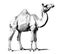 Camel full body sketch hand drawn engraving style