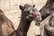 Camel funny sweet looking smiling inside Camera Oman salalah Arabic 2