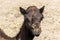 Camel funny sweet looking smiling inside Camera Oman salalah Arabic 7