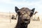 Camel funny sweet looking smiling inside Camera Oman salalah Arabic 8