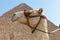 Camel in Giza pyramids, Egypt