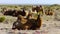 Camel on the Gobi Desert