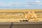 Camel in the Gobi desert, Inner Mongolia