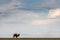 The camel goes on the horizon line. Steppe, sky