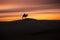 Camel going through the sand dunes on sunrise, Gobi desert Mongolia