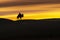 Camel going through the sand dunes on sunrise, Gobi desert Mongolia