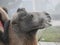 Camel gray-brown suit with harness in a foggy cloudy morning. The head of a camel on a background of fog.