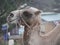 Camel gray-brown suit with harness in a foggy cloudy morning. The head of a camel on a background of fog.