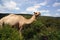 Camel grazing in Babile Elephant Reserve