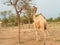 Camel grazing photo of Rajasthan.