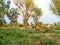 Camel grazing picture in rural area Rajasthan.