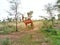 Camel grazing picture in rural area Rajasthan.