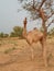 Camel grazing picture in rural area Rajasthan.