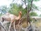 Camel grazing in rural area Rajasthan photography.