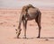 A camel grazing in Wadi Rum desert, Jordan