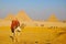 Camel and Great Pyramid of Giza