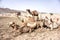 The Camel Group in the desert