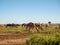Camel group herd in a green desert in Morocco, mountain landscape