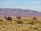 Camel group herd in a green desert in Morocco, mountain landscape