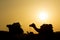 Camel group sit on dune