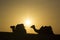 Camel group sit on dune